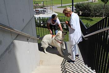 Für diesen weißen Schäferhund war die Personensuche erfolgreich - er erschnüffelte unsere Mitarbeiterin auf der Feuertreppe.
