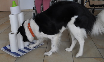 Ein Hund sucht etwas zwischen Küchenrollen